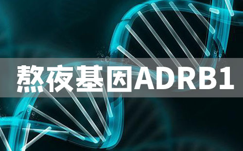 熬夜基因ADRB1